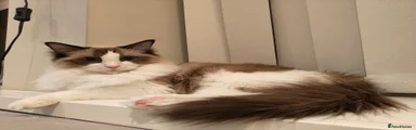 Ragdoll cat 5