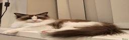 Ragdoll cats for sale: Ragdoll cats&kitten for sell  - Advert 5