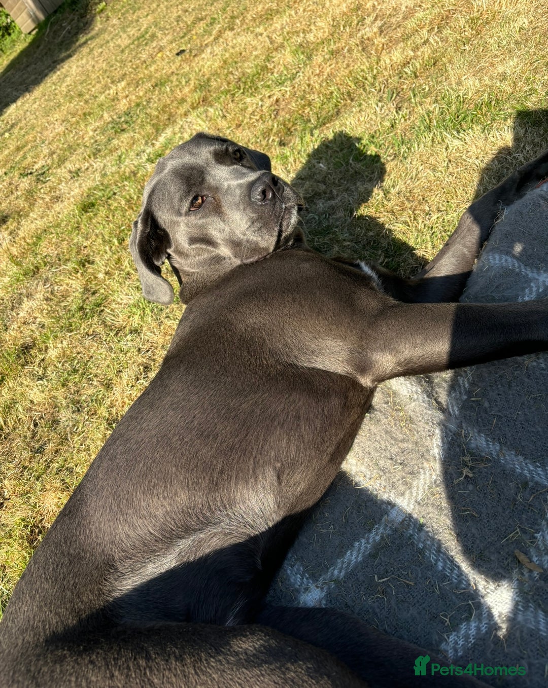 Cane Corso dogs for sale: Blue cane corso - Image 3