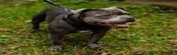 Staffordshire Bull Terrier dogs for sale: Kc staffy pups blue . Traditional  - Advert 2