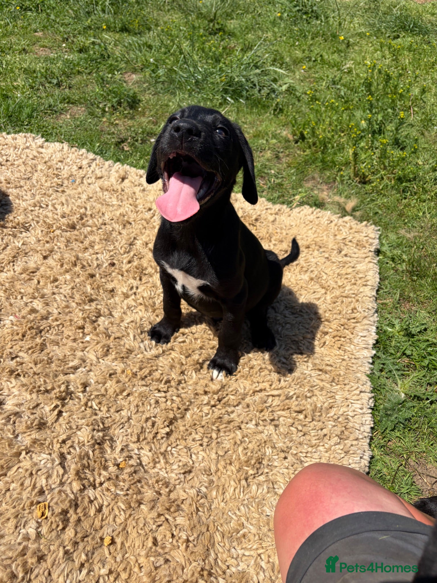 Borador dogs Collie x Labrador’s  - Advert 2