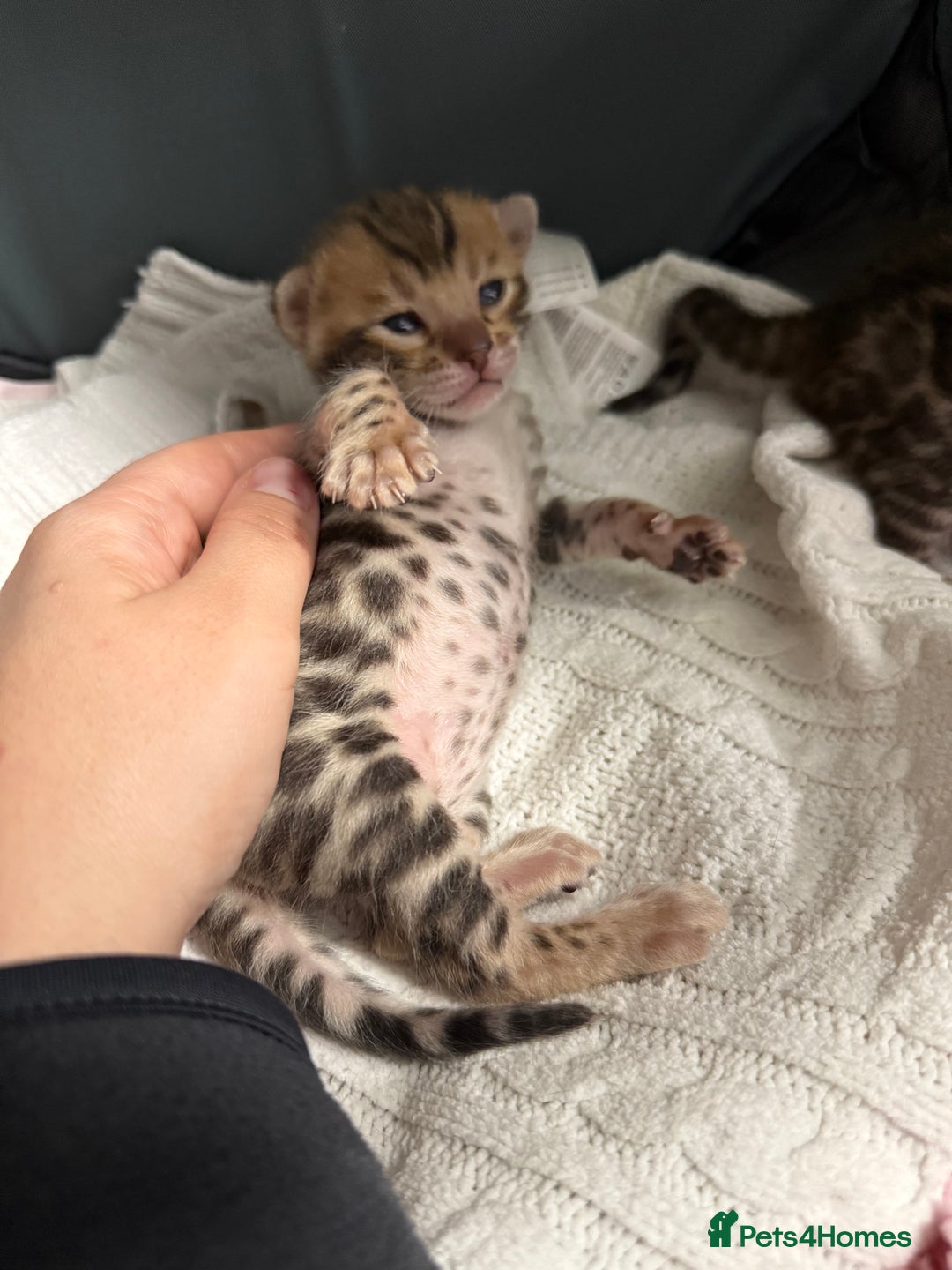 Bengal cats for sale: Pure Bengal Female kittens - Advert 2