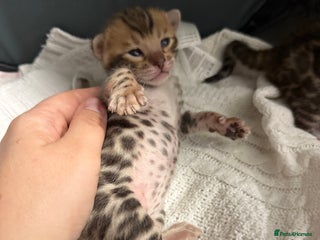 Bengal cats Pure Bengal Female kittens - Advert 7