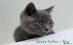 British Shorthair cats for sale: 🐾 Champion Line Blue BSH Kittens GCCF Active 🐾  - Image 12