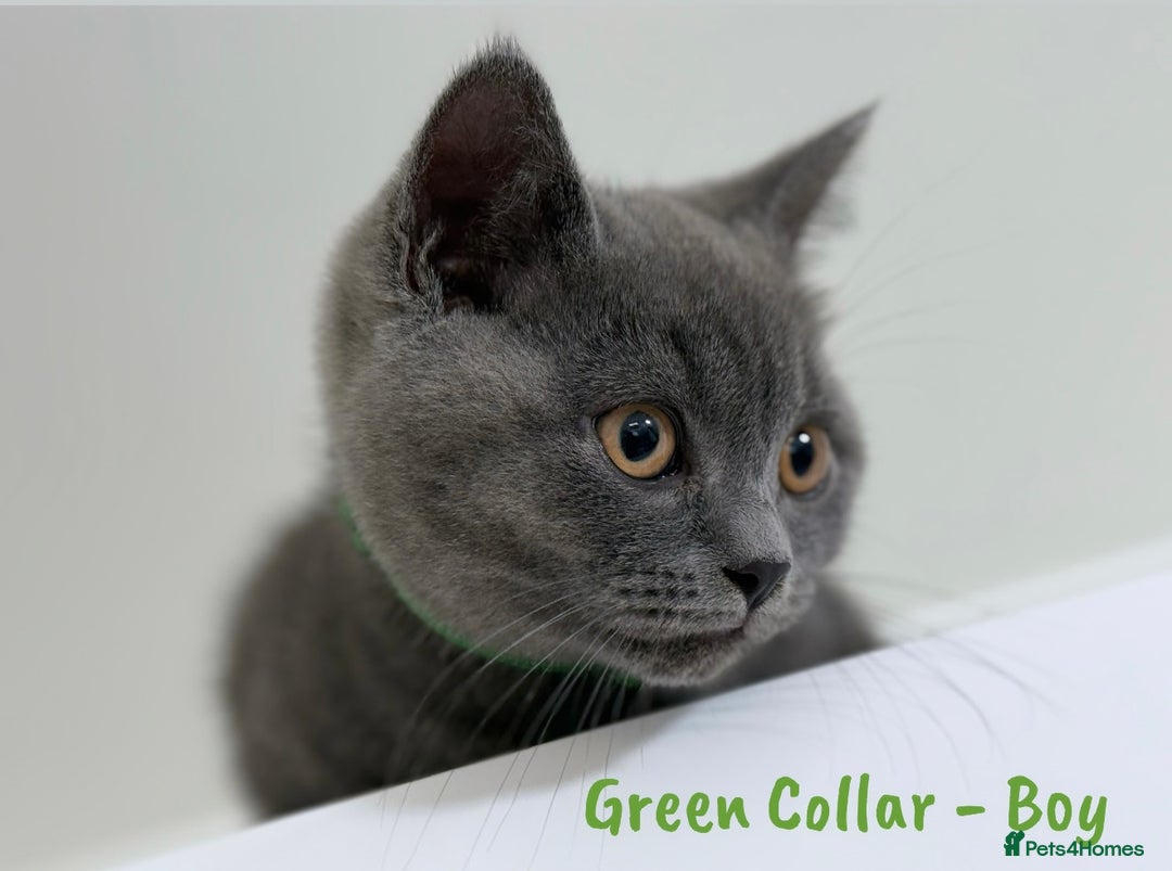 British Shorthair cats for sale: 🐾 Champion Line Blue BSH Kittens GCCF Active 🐾  - Image 12