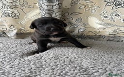 Lurcher dogs for sale: Beddy/whippet/greyhound  - Advert 3