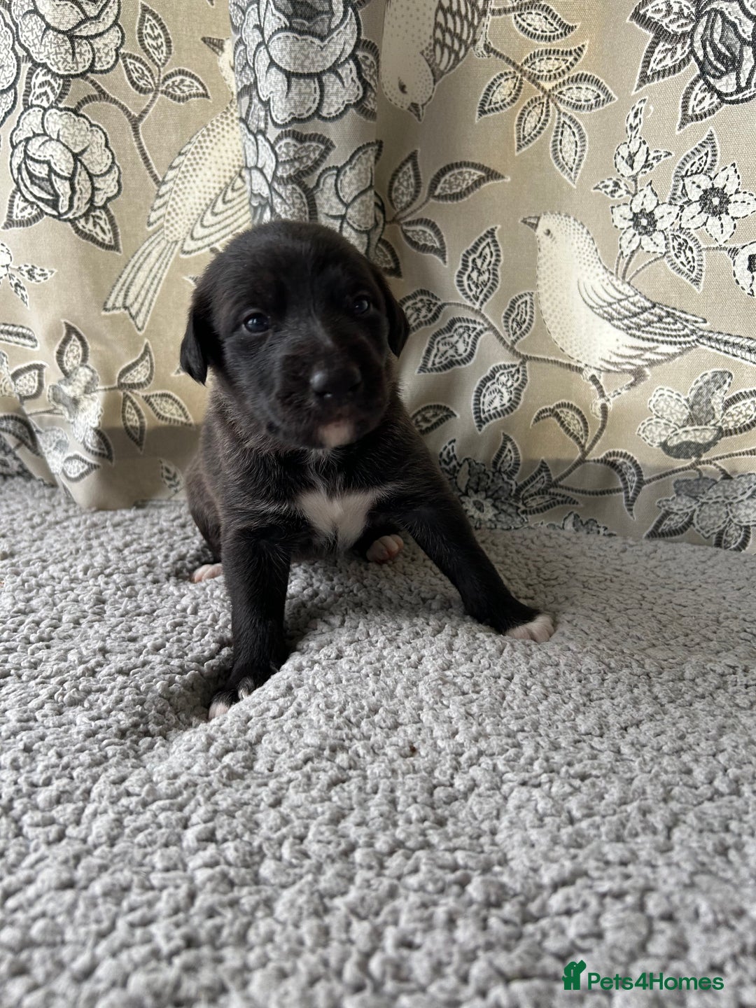 Lurcher dogs for sale: Beddy/whippet/greyhound  - Advert 3