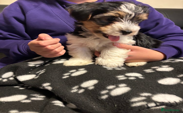 Biewer Terrier dogs *Last boy ready for new home*Pure Biewer Terriers - Advert 2