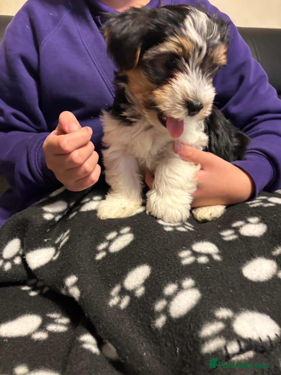 Biewer Terrier dogs for sale: *Last boy ready for new home*Pure Biewer Terriers - Advert 2