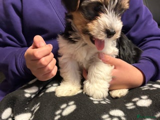 Biewer Terrier dogs *Last boy ready for new home*Pure Biewer Terriers - Advert 2