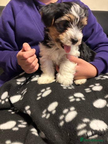 Biewer Terrier dogs *Last boy ready for new home*Pure Biewer Terriers - Advert 1