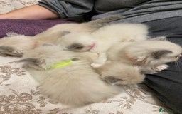 Ragdoll cats for sale: Beautiful Blue Point Ragdoll kittens - Image 6