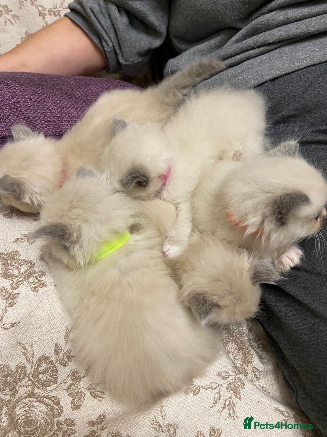 Ragdoll cats for sale: Beautiful Blue Point Ragdoll kittens - Image 6