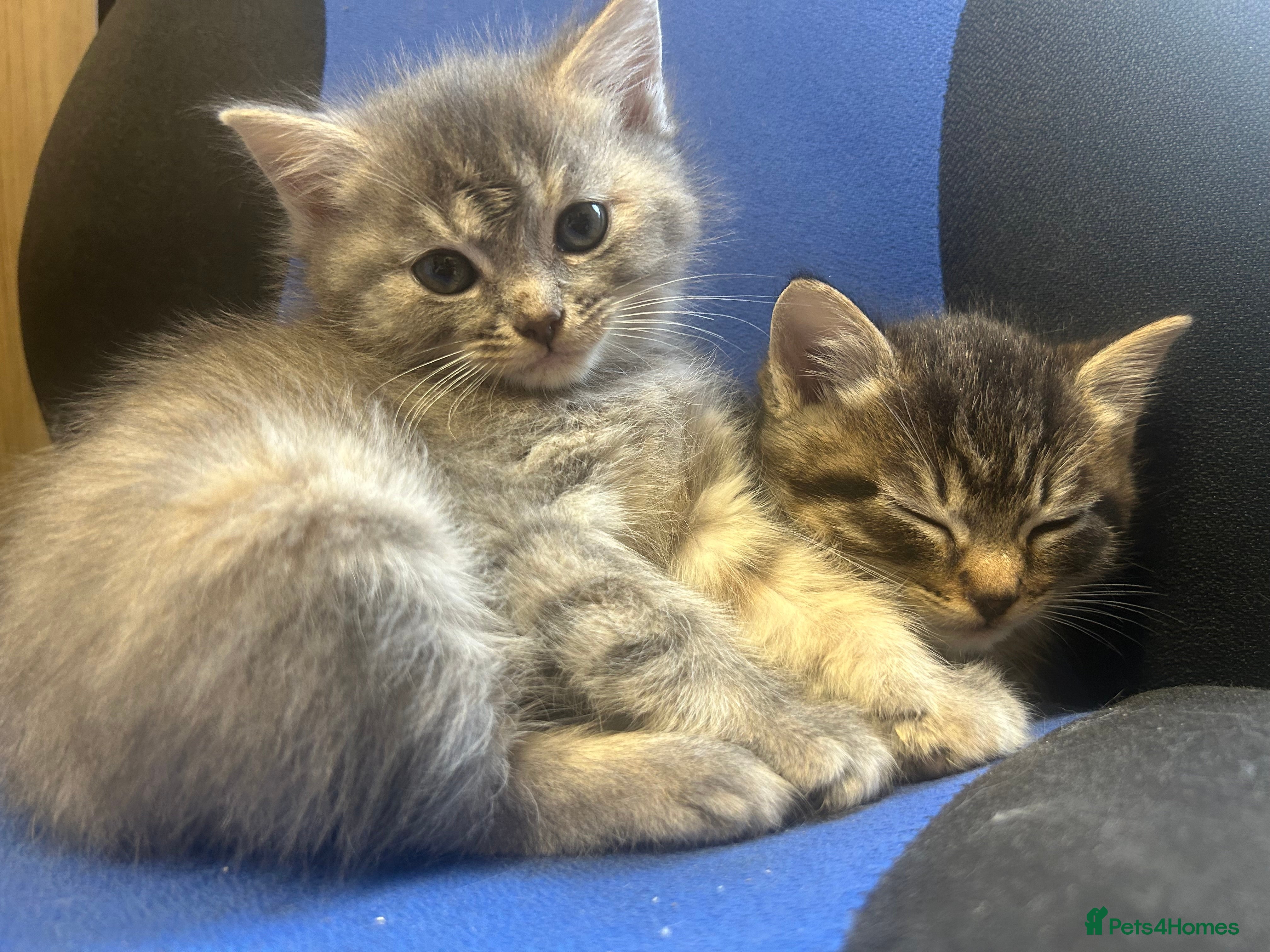 Ragdoll cats Ragdoll British Blue x beautiful furbabies - Advert 2