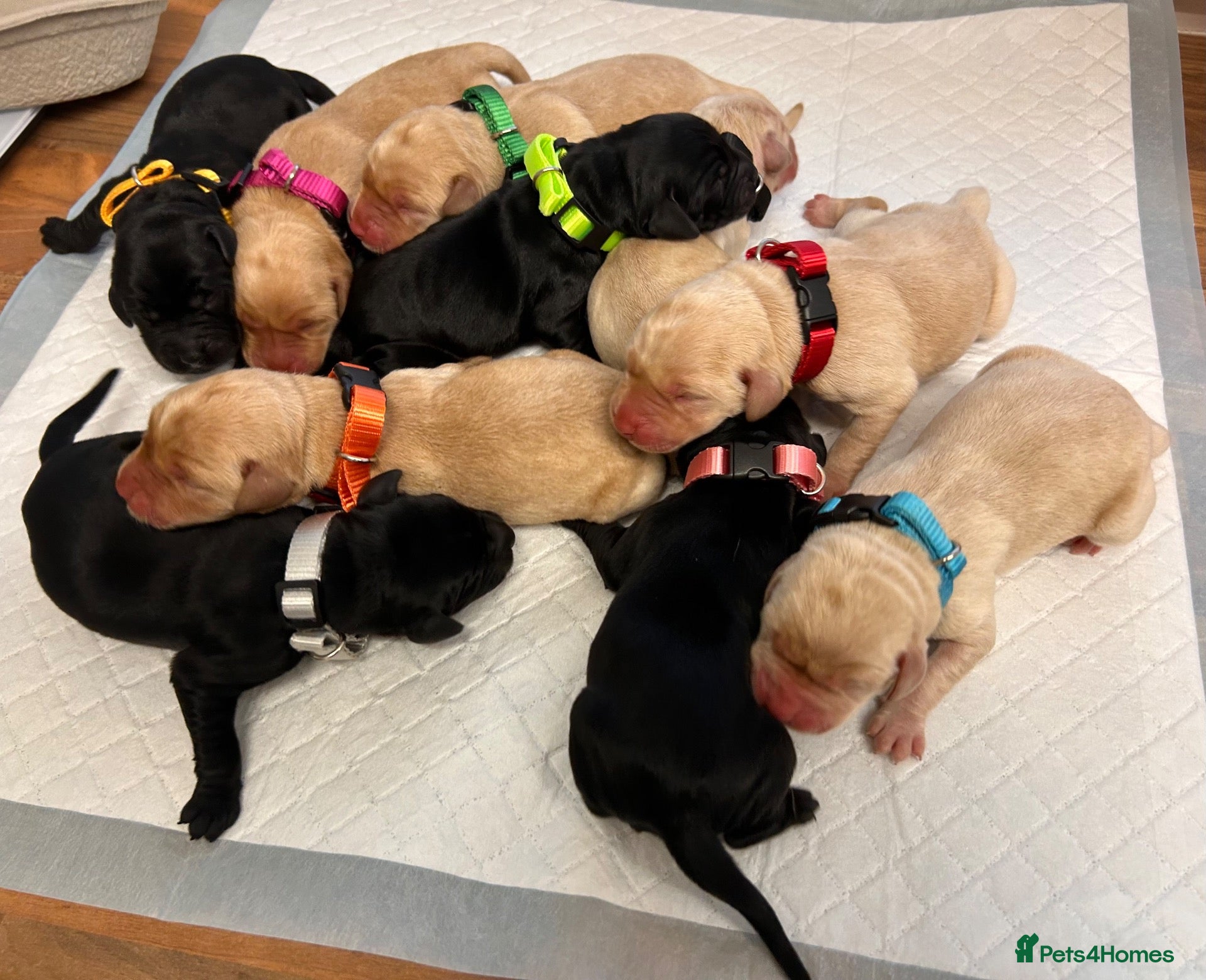 Labrador Retriever dogs for sale: Kennel Club (KC) Registered puppies 🐾🐾 - Advert 14