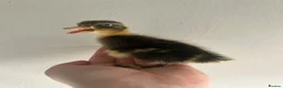 Ducks poultry for sale: Unsexed Indian Runner Ducklings - Advert 22