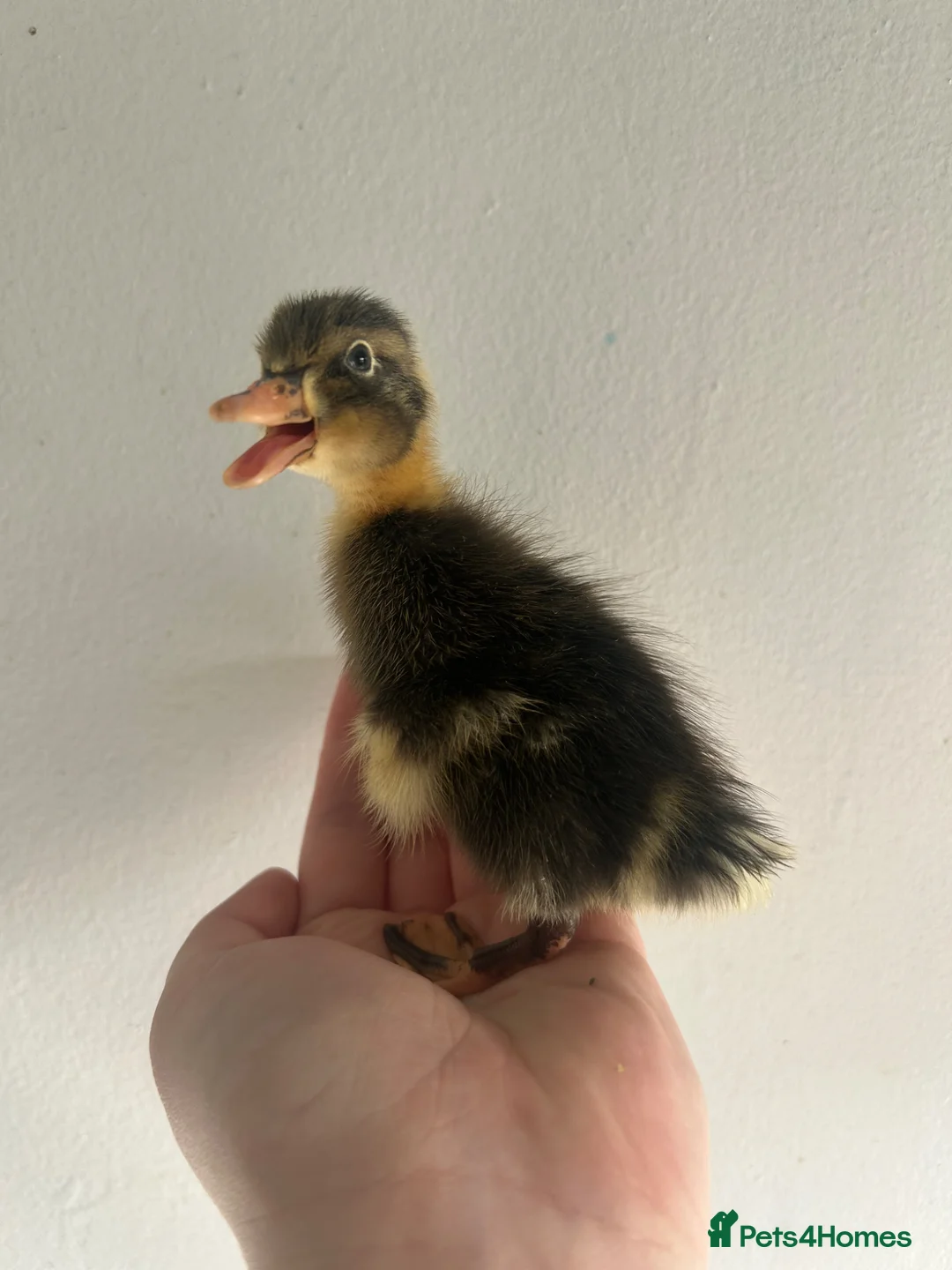 Ducks poultry for sale: Unsexed Indian Runner Ducklings - Advert 22