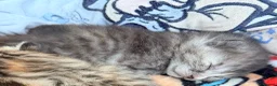 Mixed Breed cats for sale: Blue tabby mix  - Advert 2