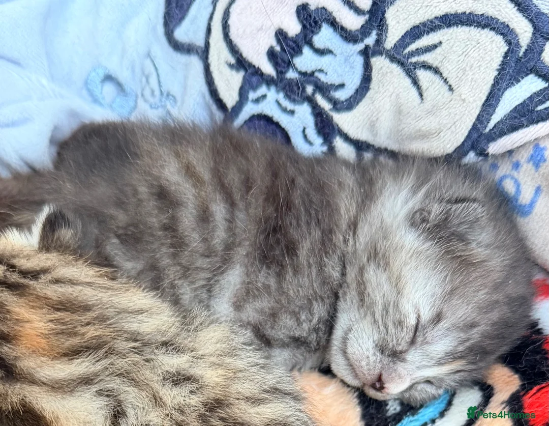 Mixed Breed cats for sale: Blue tabby mix  - Advert 2