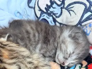 Mixed Breed cats Blue tabby mix RESERVED - Advert 9