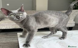 Bengal cats for sale: Two adorable Blue/Melanistic Bengal Kittens TICA  in Benfleet - Image 11