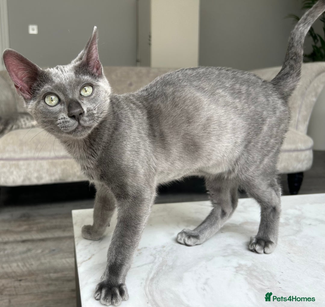 Bengal cats for sale: Two adorable Blue/Melanistic Bengal Kittens TICA  in Benfleet - Image 11