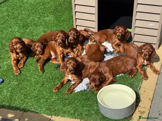Irish Setter dogs Stunning Deep Red KC Babies - Advert 2