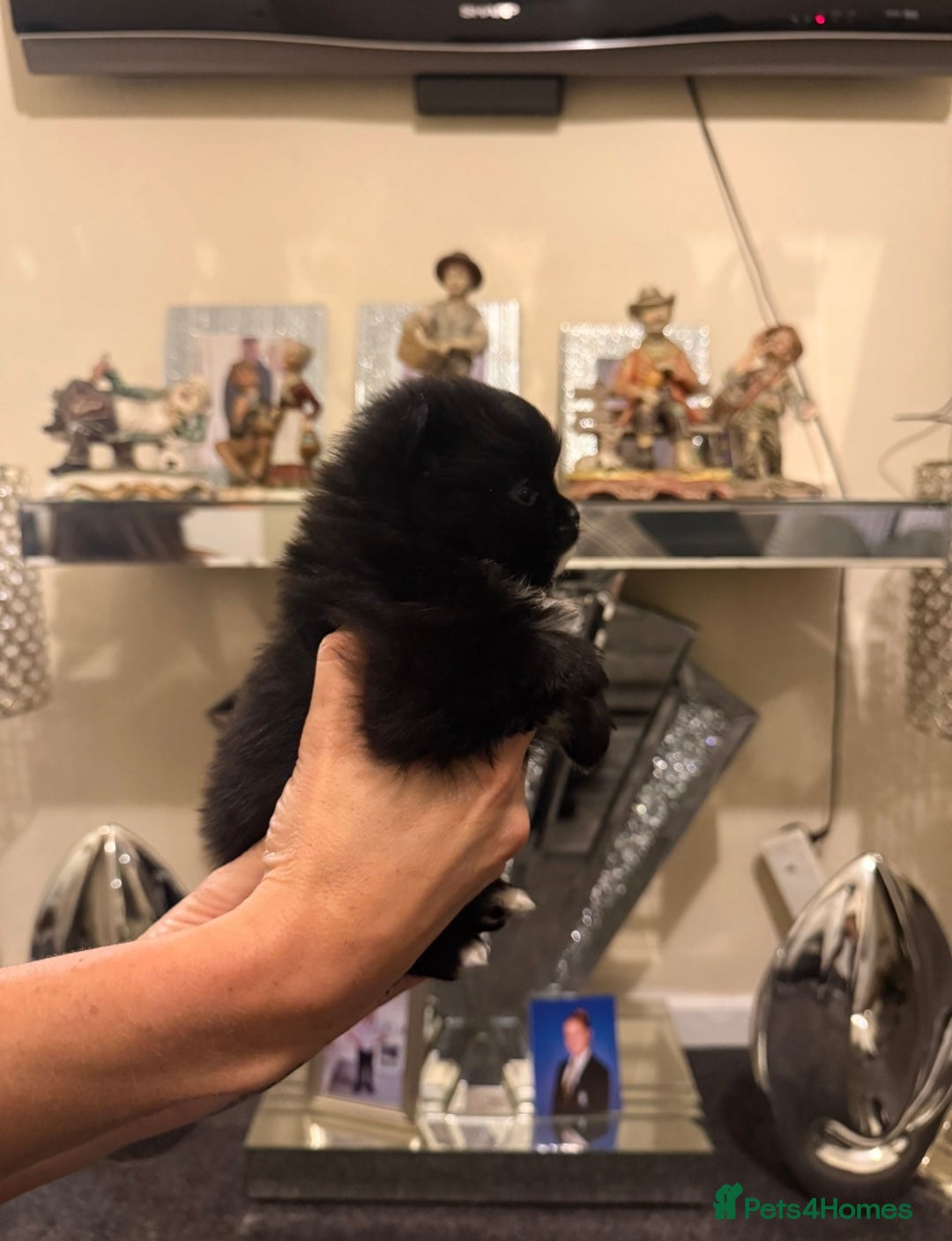 Pomchi dogs for sale: 3 beautiful pomchi - Advert 6