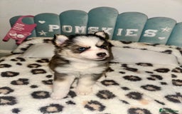 Pomsky dogs for sale: Family-Raised Pomsky Pups - Advert 11