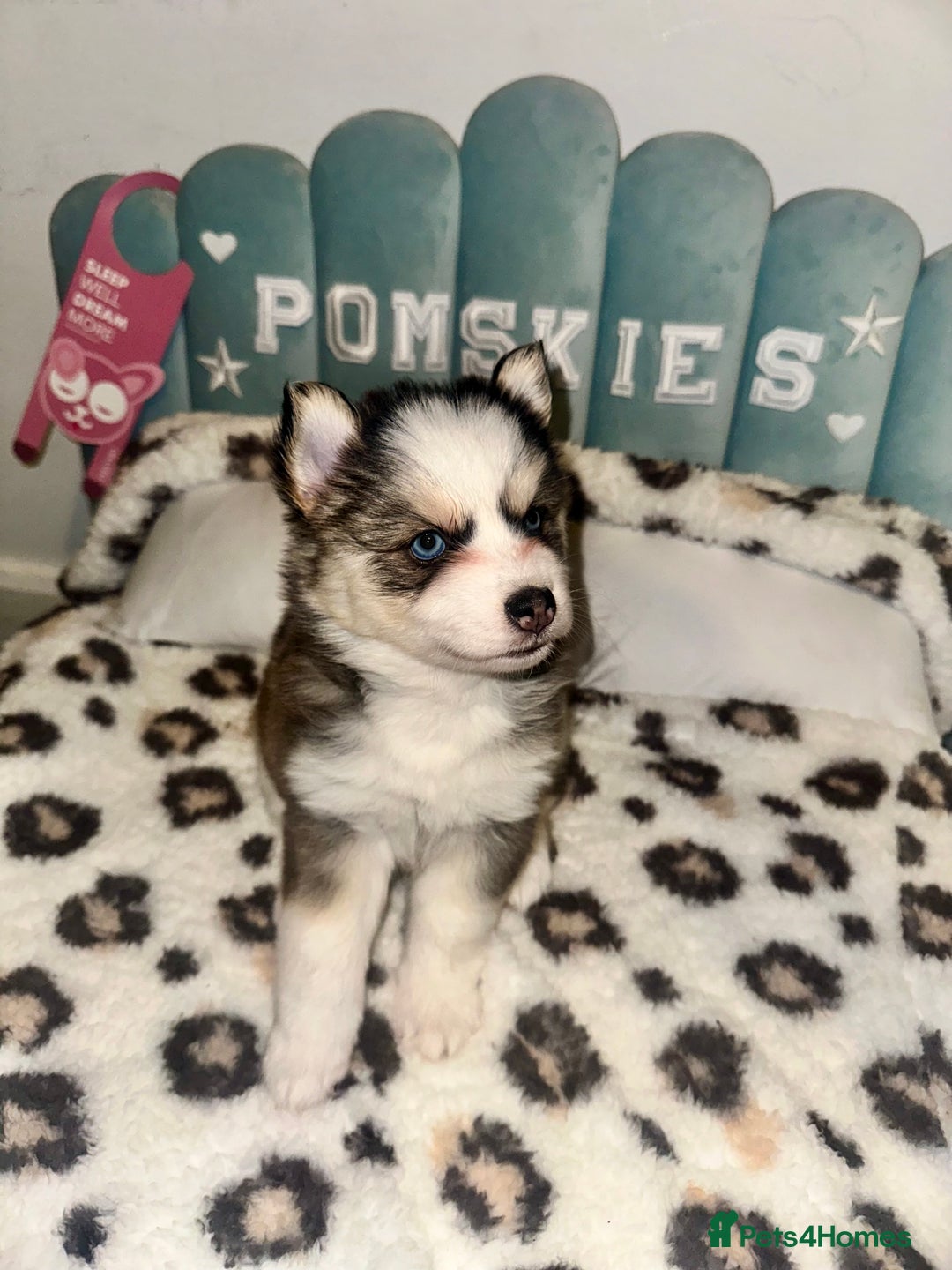 Pomsky dogs for sale: Family-Raised Pomsky Pups - Advert 11