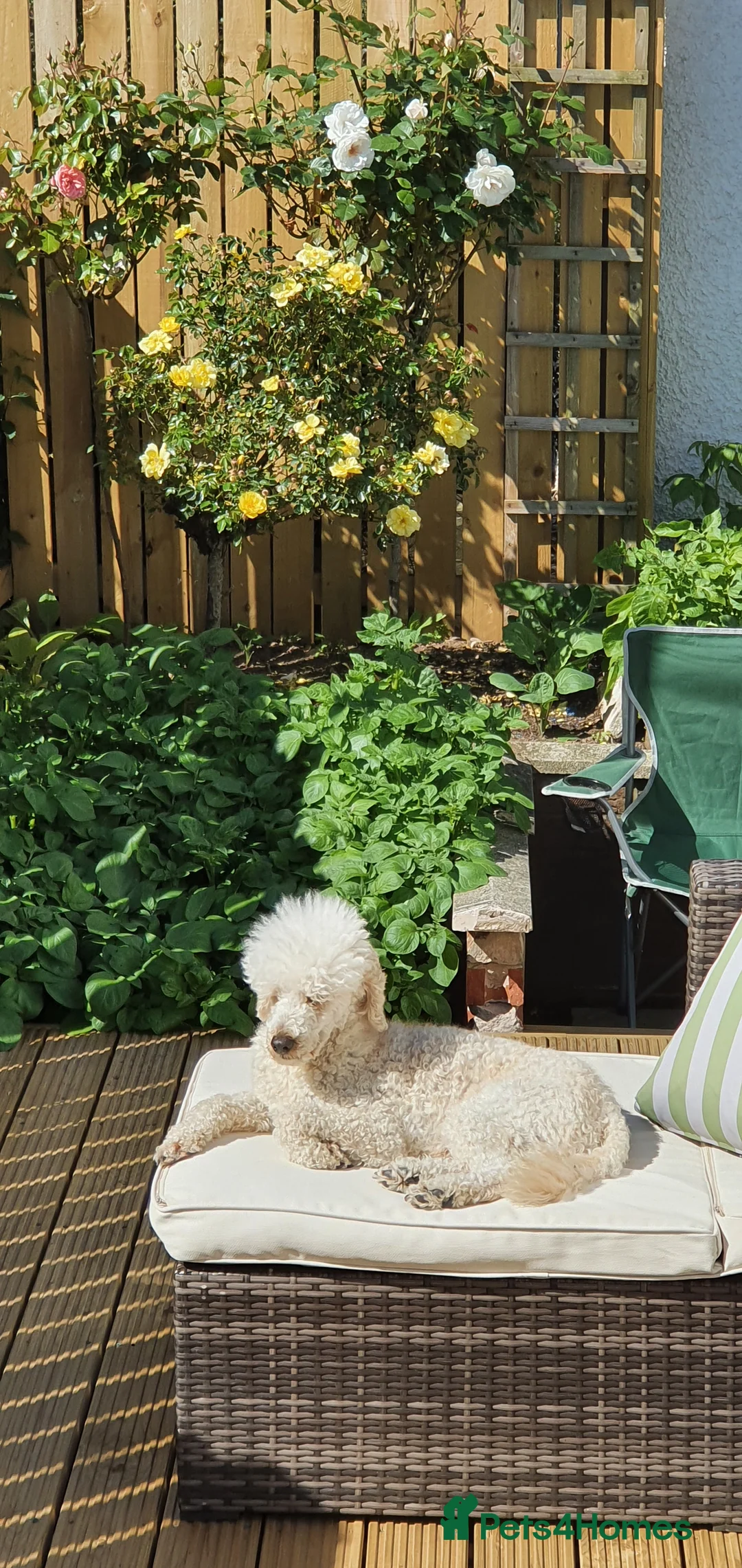 Miniature Poodle dogs for stud: Miniature poodle for stud in Girvan - Advert 5