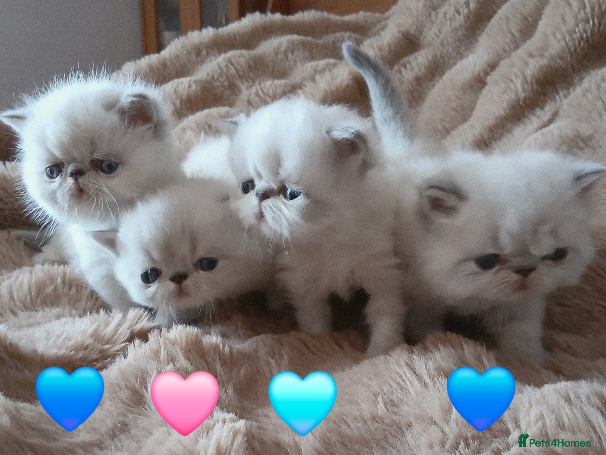 Exotic cats  Pedigree GCCF Registered Persian Exotic's  - Advert 8