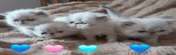 Exotic cats for sale:  Pedigree GCCF Registered Persian Exotic's  - Advert 2