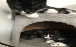 Mixed Breed cats for sale: two beautiful family raised kittens  - Image 1