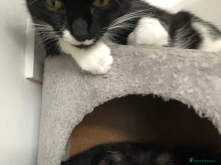 Mixed Breed cats - Advert 10