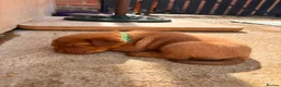 Dogue De Bordeaux dogs for sale: Dogue de bordeux puppies  - Advert 29