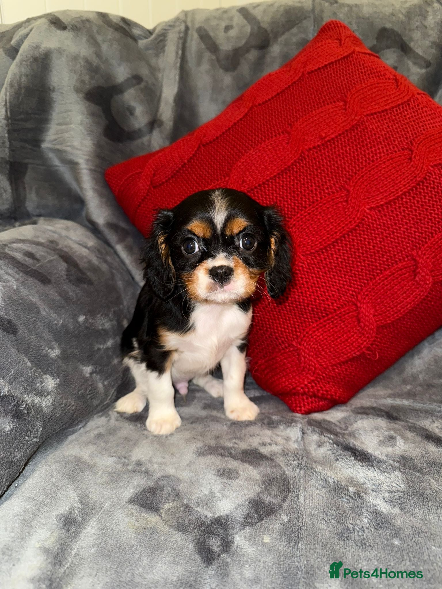 Cavalier King Charles Spaniel dogs 💙🩵Stunning Tri cavalier Boys 💙🩵 - Advert 2