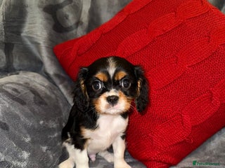 Cavalier King Charles Spaniel dogs 💙🩵Stunning Tri cavalier Boys 💙🩵 - Advert 2