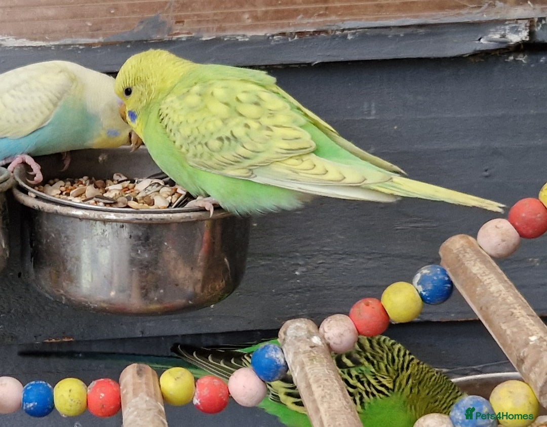 Budgerigars birds for sale: 3 baby budgies avaliable for reserve ready mid jan - Advert 12