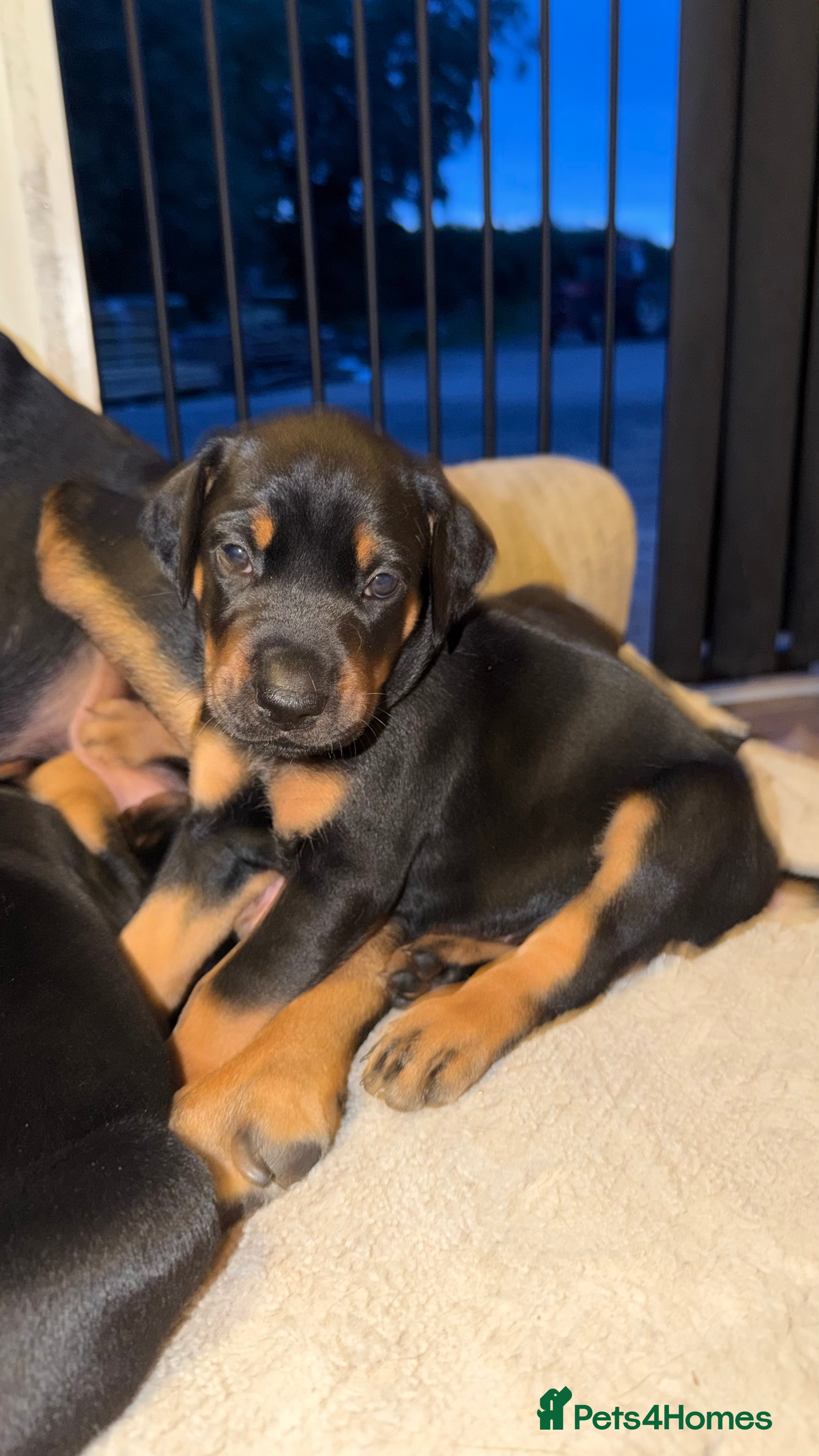 Mixed Breed dogs Stunning Dobermann X Huntaway Puppies ✨ - Advert 2