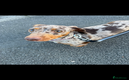 Miniature Dachshund dogs for sale: Miniature Dachshund  - Image 3