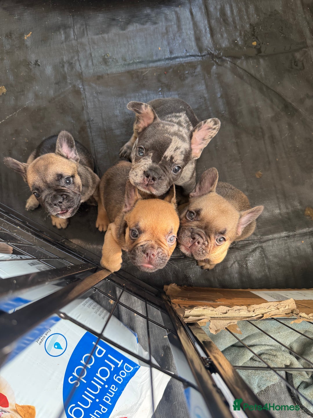 French Bulldog dogs for sale: Fluffy Gene Carrying Frenchies - Image 7