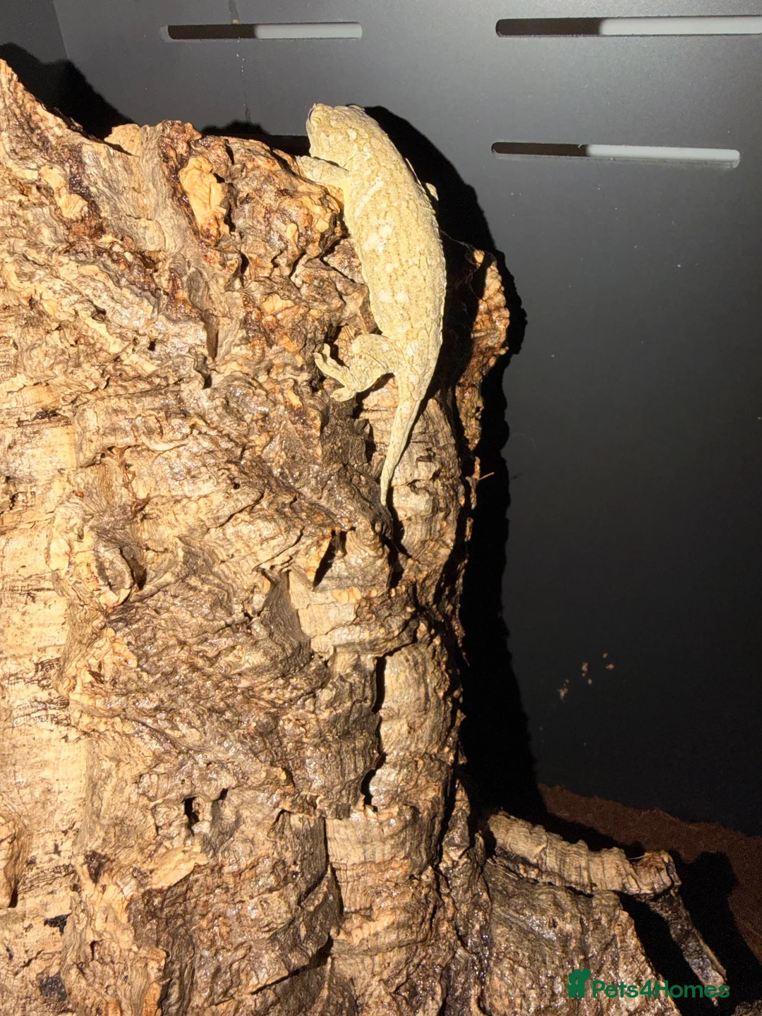 Gecko reptiles for sale: Male leachieanus gecko - Advert 1
