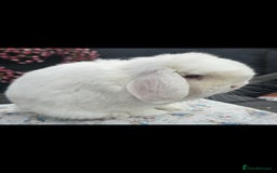 Mini Lop rabbits for sale: 3 stunning mini lops available  - Image 1