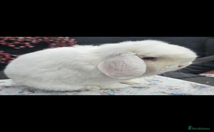 Mini Lop rabbits - Advert 4