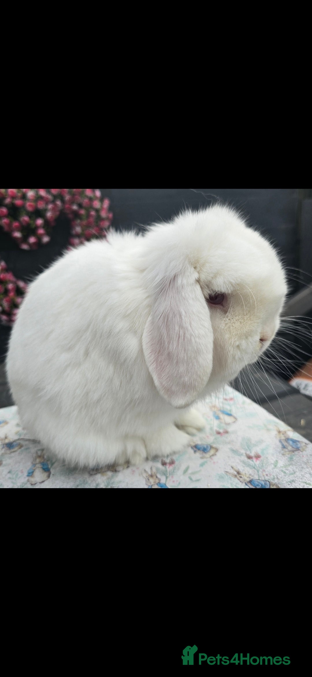 Mini Lop rabbits for sale: 3 stunning mini lops available  - Image 1