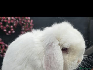 Mini Lop rabbits - Advert 1