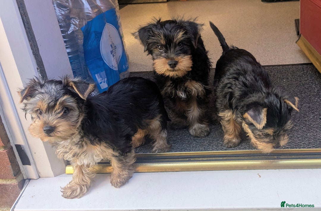 Yorkshire Terrier dogs for sale: Yorkshire terrier puppies  - Image 10