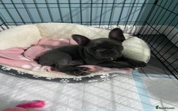 French Bulldog dogs for sale: French bulldog pup girl BLUE 13 weeks old - Image 4