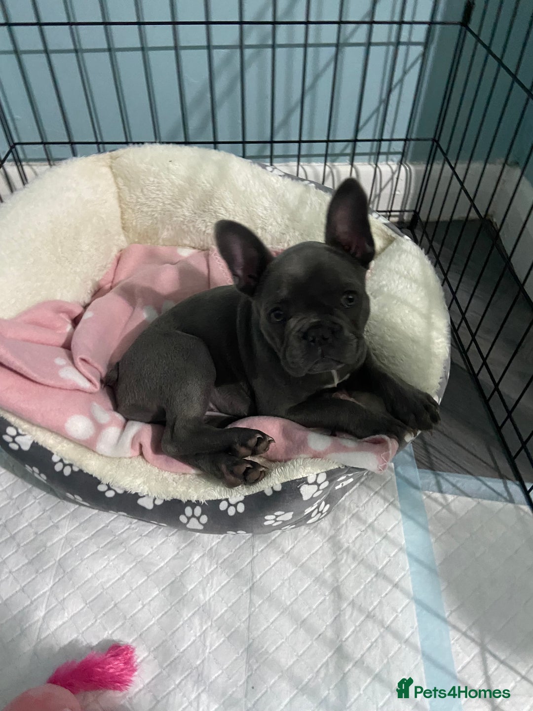 French Bulldog dogs for sale: French bulldog pup girl BLUE 13 weeks old - Image 4
